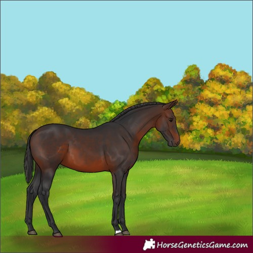 Horse Color:Brown 
