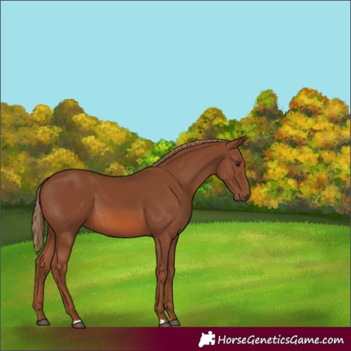 Horse Color:Chestnut 
