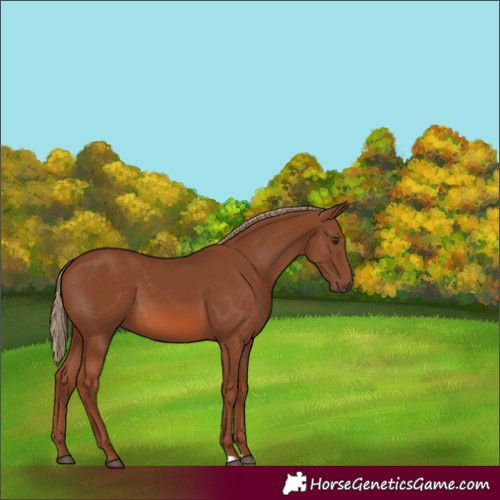Horse Color:Chestnut 