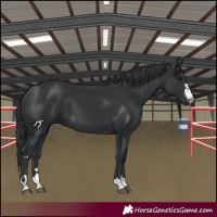 Horse Color:Black 