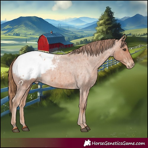 Horse Color:Red Roan Appaloosa 