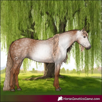 Horse Color:Gray Chestnut 
