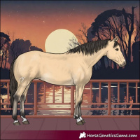 Horse Color:Buckskin 