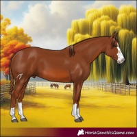 Horse Color:Chestnut 