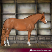 Horse Color:Chestnut 