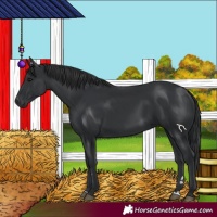 Horse Color:Black 