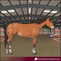 Horse Color:Bay 
