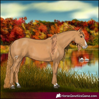 Horse Color:Chestnut Splash 