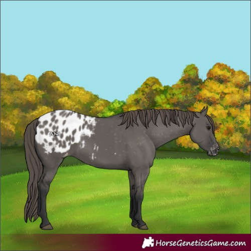 Horse Color:Grullo Appaloosa