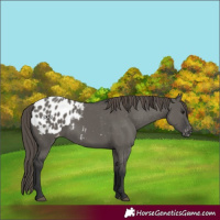Horse Color:Grullo Appaloosa 
