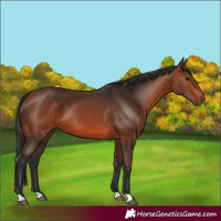 Horse Color:Bay 