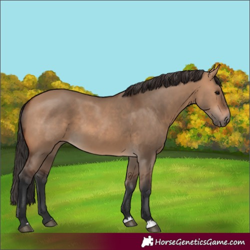 Horse Color:Bay Dun 