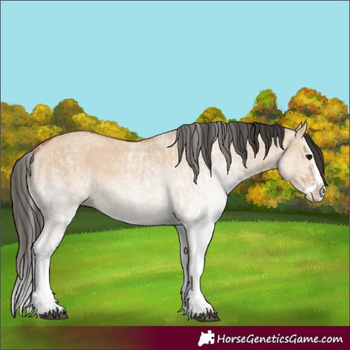 Horse Color:White Spotted Bay Dun Splash  and White Spotted Bay Dun Splash 