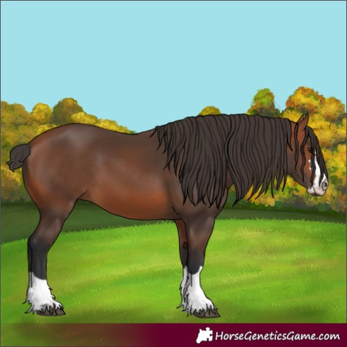 Horse Color:Bay 