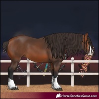 Horse Color:Bay 