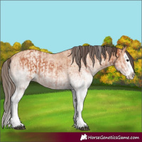 Horse Color:White Spotted Bay Splash  and White Spotted Amber Champagne Splash 