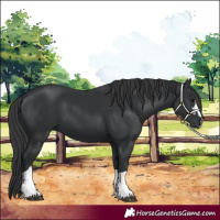 Horse Color:Black 
