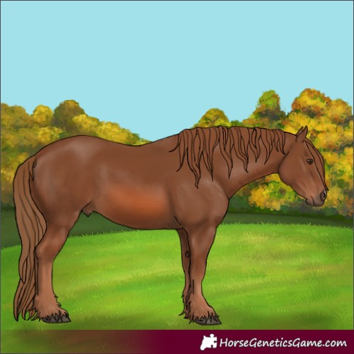 Horse Color:Chestnut 