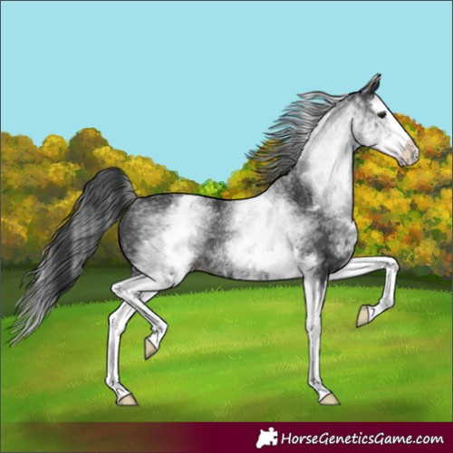 Horse Color:White Spotted Black Splash Rabicano 