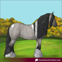 Horse Color:Grullo Roan Tobiano 