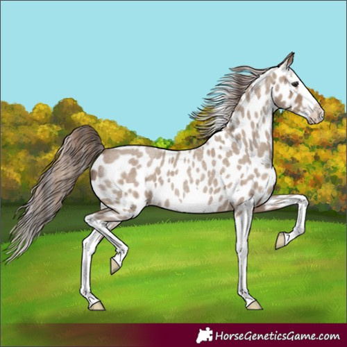 Horse Color:Classic Champagne Roan Splash Frame Appaloosa 