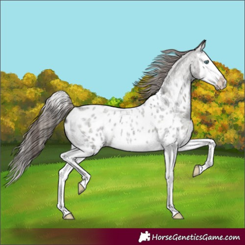 Horse Color:Grullo Roan Splash Appaloosa 