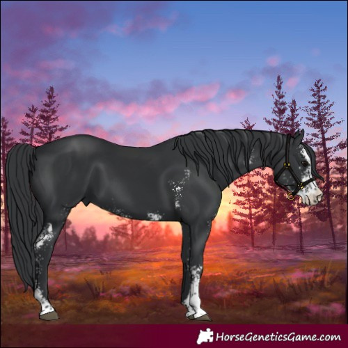 Horse Color:Black Sabino 