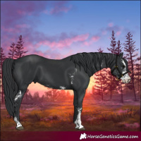 Horse Color:Black Sabino