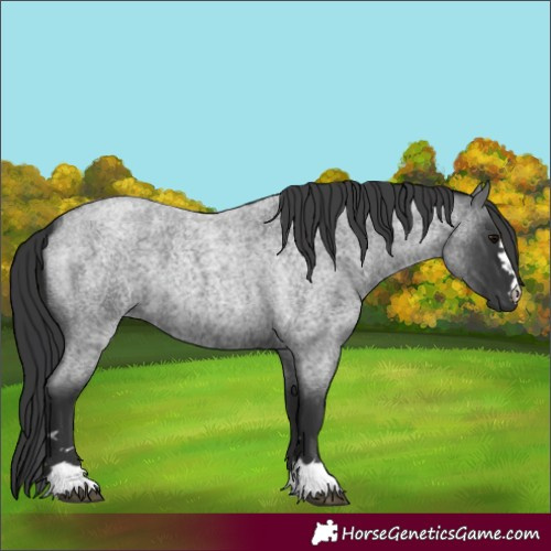 Horse Color:Blue Roan 