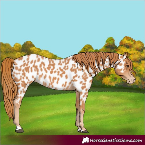 Horse Color:Chestnut Appaloosa