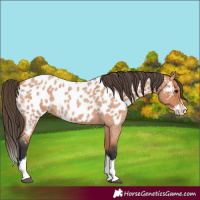 Horse Color:Bay Roan Splash Near Leopard