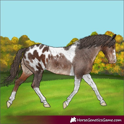 Horse Color:Liver Chestnut Tobiano Appaloosa Rabicano 
