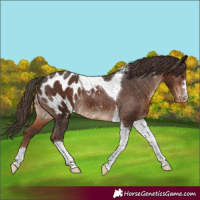Horse Color:Liver Chestnut Tobiano Appaloosa Rabicano 