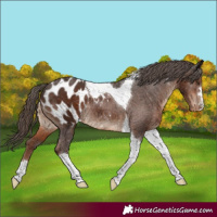 Horse Color:Liver Chestnut Tobiano Blanket Rabicano 