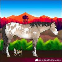 Horse Color:Bay Dun Sabino Appaloosa