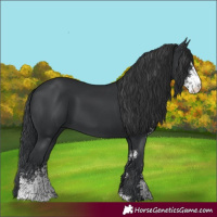 Horse Color:Black Sabino