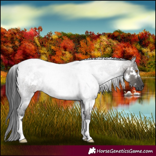Horse Color:White Spotted Grullo Roan 