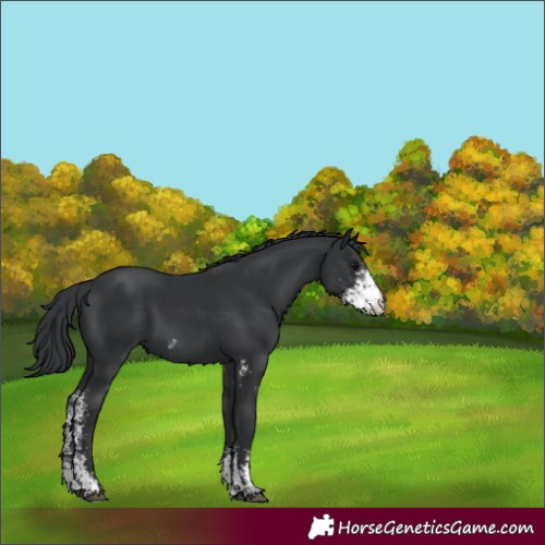 Horse Color:Black Sabino