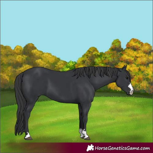 Horse Color:Black 