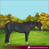 Horse Color:Black 