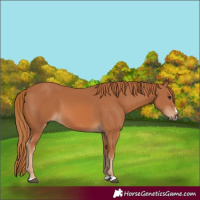 Horse Color:Chestnut 