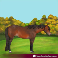 Horse Color:Bay 