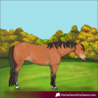 Horse Color:Bay 