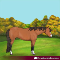 Horse Color:Bay 