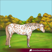 Horse Color:Chestnut Near Leopard 