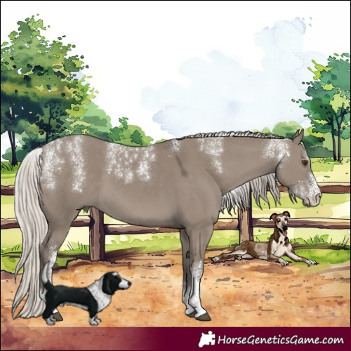 Horse Color:Powder White Silver Smoky Grullo 