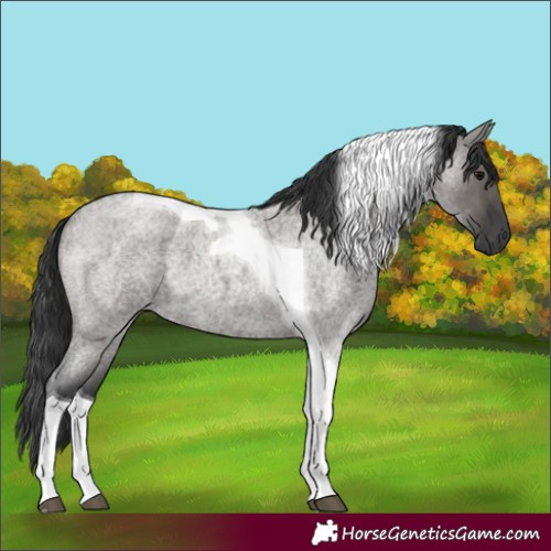 Horse Color:Grullo Roan Tobiano 