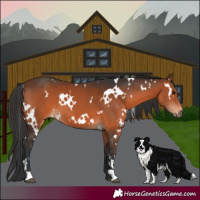 Horse Color:White Spotted Brown