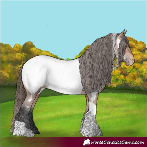 Horse Color:Bay Tobiano Appaloosa 