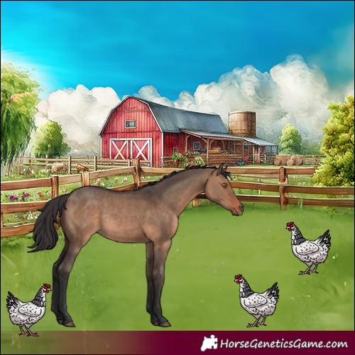 Horse Color:Brown Dun Sabino Rabicano 